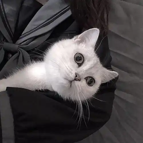 猫系女孩子最明显的特征