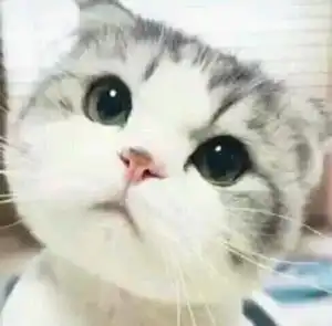 谁还有这个小猫的系列表情包,好想要啊啊啊啊啊啊啊啊