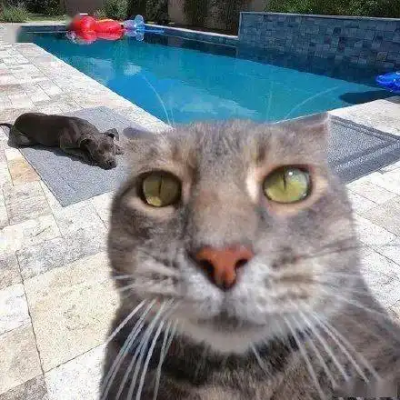 如果猫咪会自拍,朋友圈会变成什么样