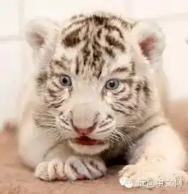 抖音猫倒影老虎图片