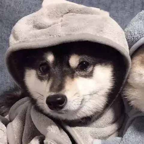 萌宠情侣头像