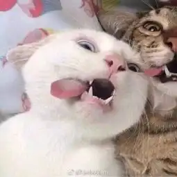 哲学的身躯是健壮的的微博微博