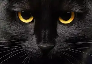 每吃一颗山竹,就有一只猫咪失去它的白手套
