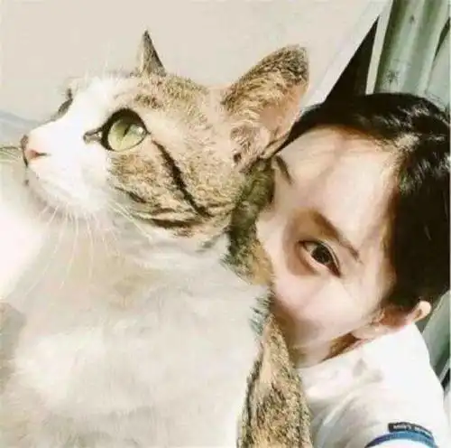 女生头像猫系头像可爱猫