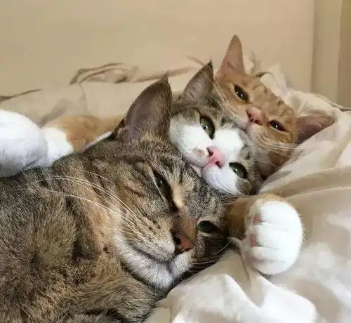 剩茶叶就行手把手教你清理猫毛