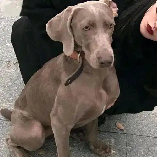 情头女孩牵狗