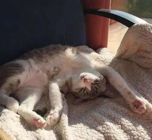 猫晒太阳的5个误区,猫不能直晒超过40分钟,80猫要避风处晒太阳