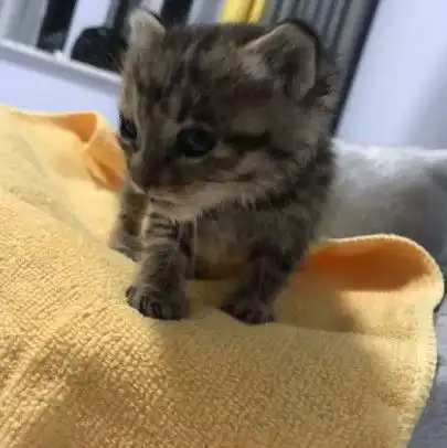 大雨中抱了只小猫回家,女友看到后强烈拒绝田园猫不准养