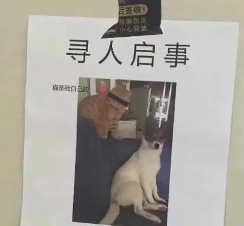 史上最爆笑寻猫启事,主人太奇葩,网友猫看了都要哭