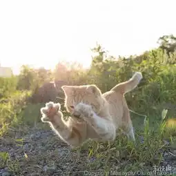 看什么美女来吸猫吧日本摄影师镜头下的可爱猫咪们