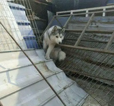 男子去狗市里买狗,刚进去就见到只傻狗,思量一番最后竟买了它