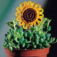 闺蜜简单干净头像植物微信头像图片大全