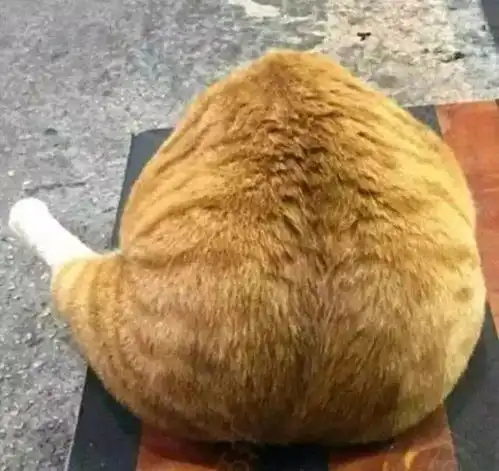 搜狐宠物搜狐网