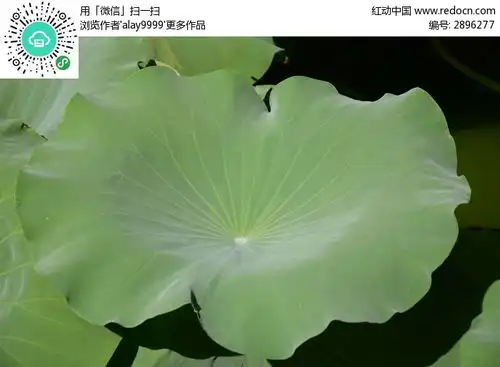 一片大荷叶高清图片下载红动网