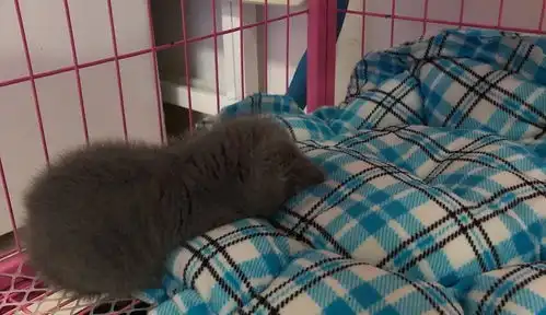 当我们捡到一只小奶猫的时候该怎么办呢