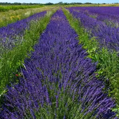 薰衣草微信头像小清新的紫色的薰衣草图片