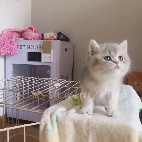 看上了猫舍一只单血蓝金渐层要7500贵不贵呀