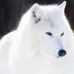 pet丶丽晶.一大波白色的萌宠们