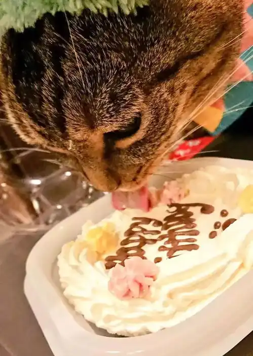猫主子也开始玩cos了千与千寻星球大战美女与野兽画风太清奇