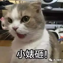 猫奴们在夏天应当注意以下不容忽视的几点