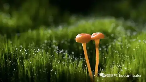 小蘑菇成就大产业助推邹城乡村振兴