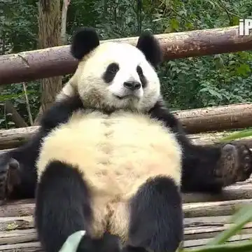 胖达胖达胖达胖