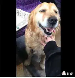 国外一只黄金猎犬在车厢搭讪乘客讨摸,真的太