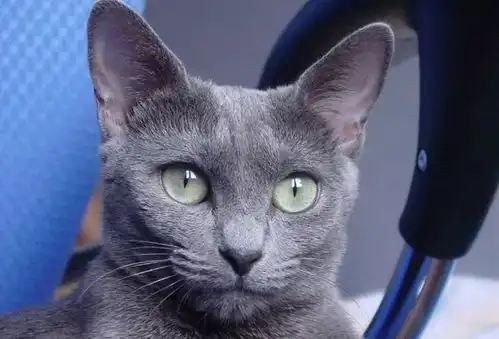 陪你走更久12种寿命最长的猫咪品种