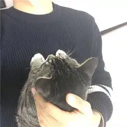 情侣头像猫系列图集男生
