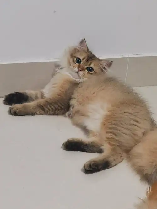 猫舍接了只金渐层,感觉被割韭菜了