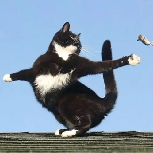 猫和老鼠小老鼠头像