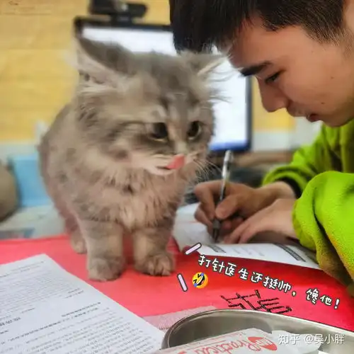 蓝猫和银渐层能配出什么样的小猫