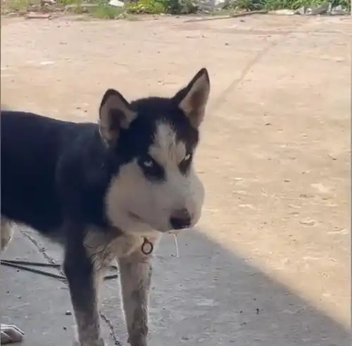 笑喷安徽一哈士奇被蛇咬伤后脸突然肿成包子,口水狂流不止