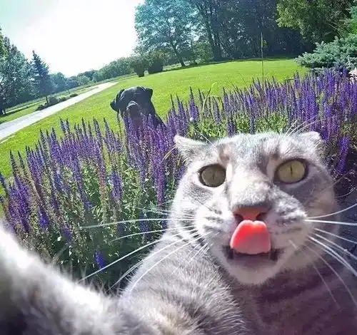 世界上最会自拍的猫咪,网友看完自拍照后自愧不如