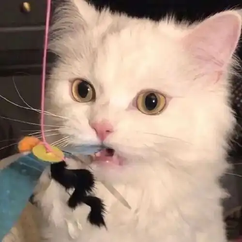 我试试