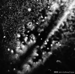 混沌黑白画册中部分作品