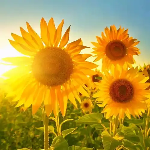 暖阳下迎来的未必是芬芳,还有皮炎