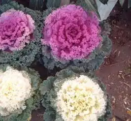 供应羽衣甘蓝种子价格厂家图片