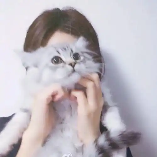 女生治愈系头像猫咪头像.
