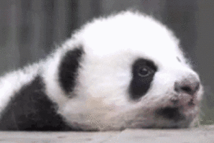 连上7天班的忧桑就靠这货治愈熊猫拍电视剧可比人类会玩媒视界