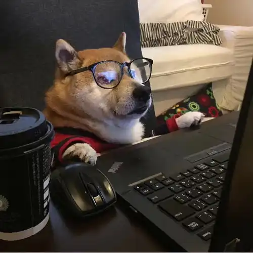 有猫的办公室,真的如你想象般美好吗