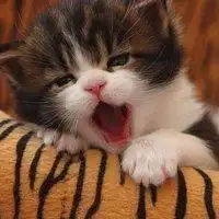 给我一些动物高清头像越多越好