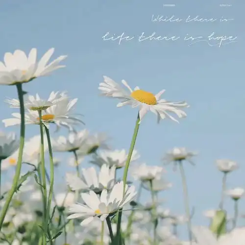 2023最新小清新雏菊风景头像