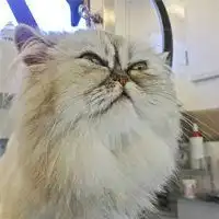 肥嘟嘟的猫咪头像图片喜欢小猫的朋友必备的