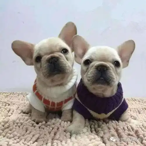 请查收,你的治愈系小确幸