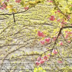 襄阳四中的樱花开了樱花大家说系列二樱花校友说