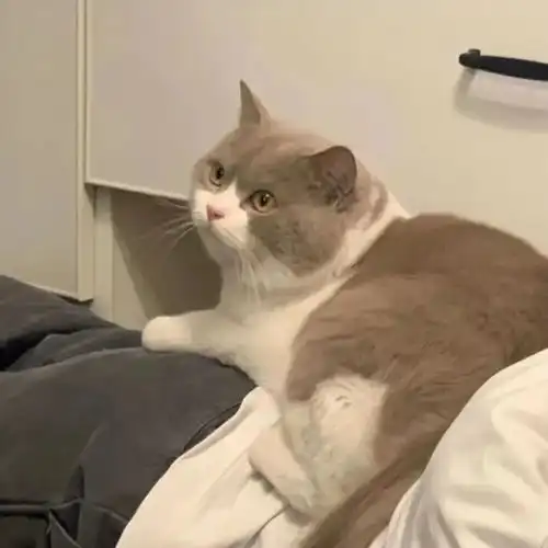 头像关于跨年的文案