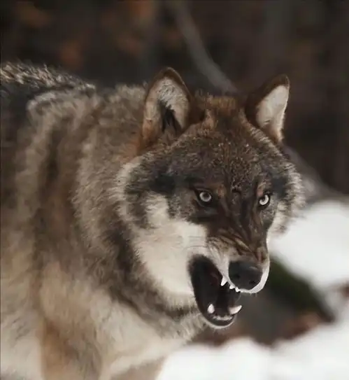 西藏惊现神秘双狼,无视牧民牲畜只攻击一人,草原骑警查明真相