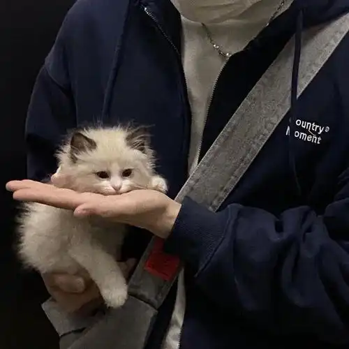 蓝色系头像高级感男生颜
