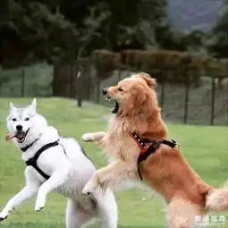 金毛遇上哈士奇,画风究竟是二哈变乖还是金毛变疯